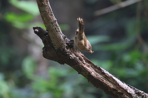 Rusty-fronted Barwing
