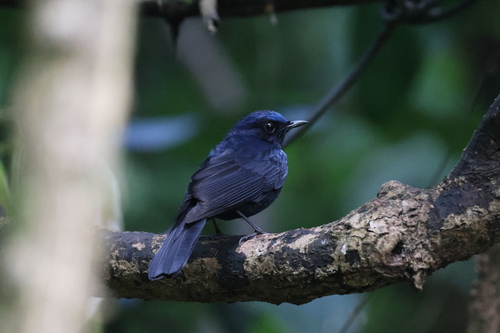 White-tailed Robin