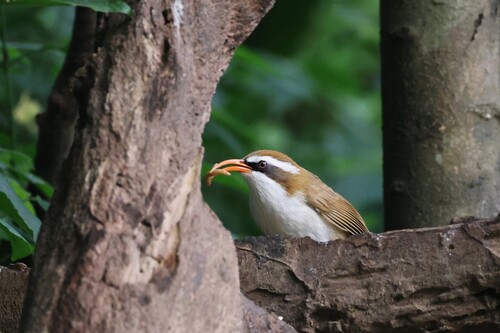 Red-billed Scimitar-Babbler