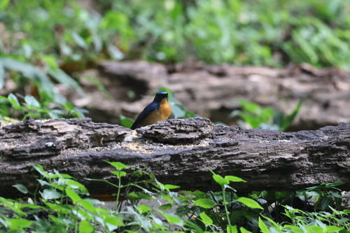 Hill Blue Flycatcher