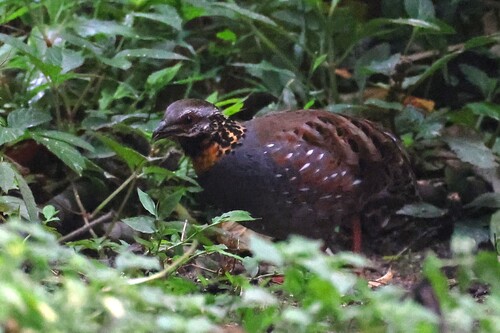 Rufous-throated Partridge