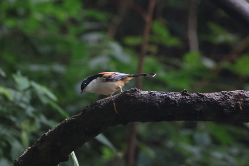 Rufous-backed Sibia