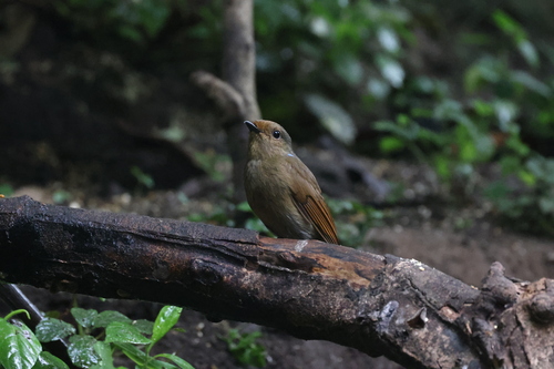 Large Niltava