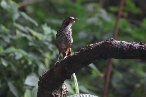 Rufous-chinned Laughingthrush