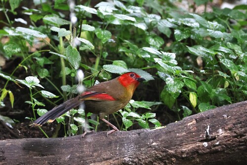 Scarlet-faced Liocichla