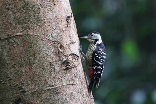 Stripe-breasted Woodpecker
