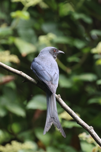 Ashy Drongo