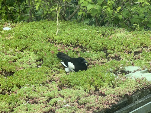 Eurasian Magpie