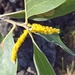Acacia humifusa