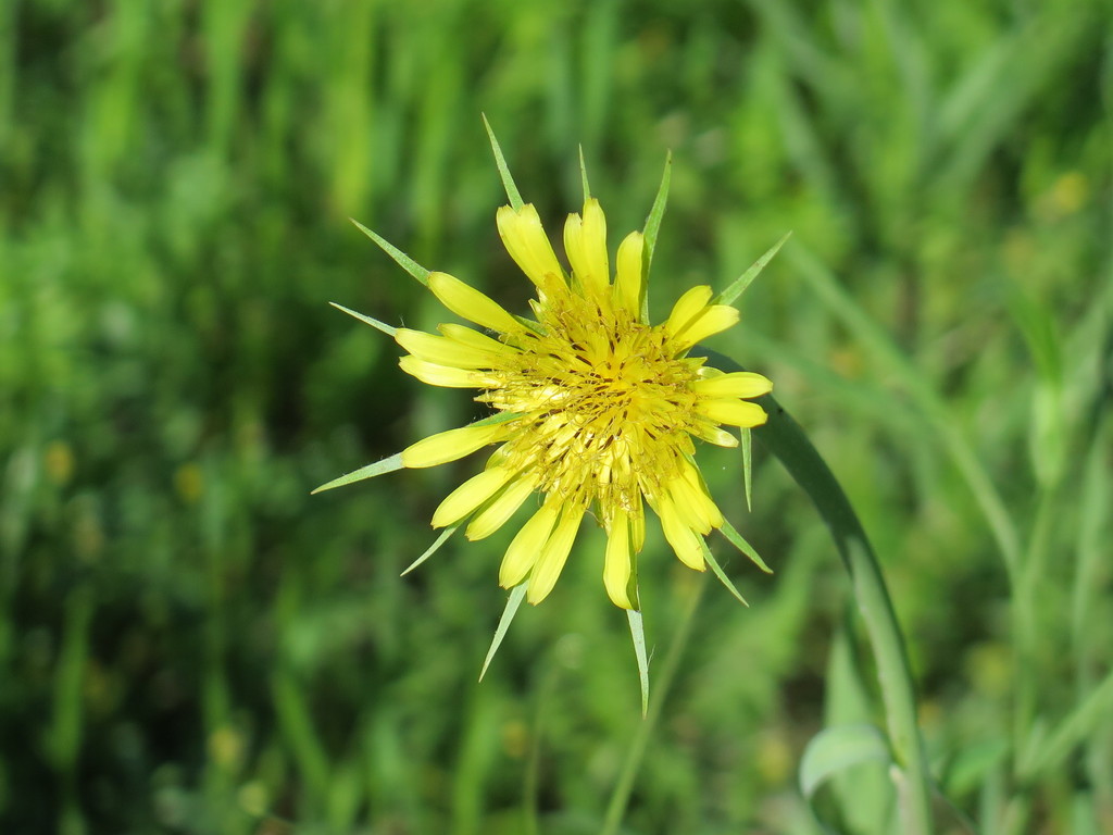 Tragopogon dubius — a medium houseplant, prefers full sun light