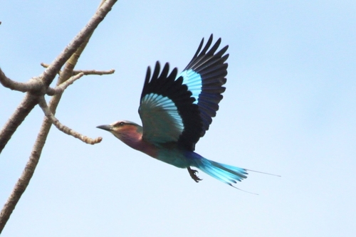 Lilac-breasted Roller