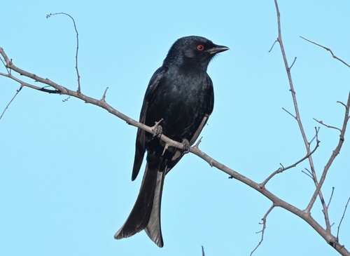 Fork-tailed Drongo