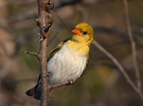 Red-headed Weaver