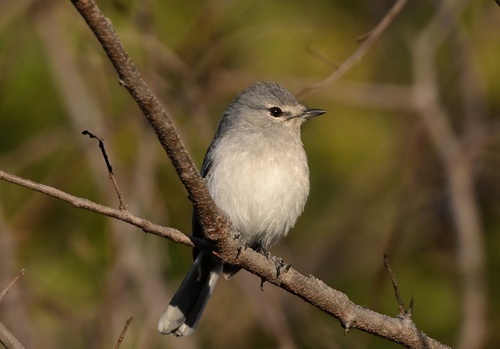 Gray Tit-Flycatcher