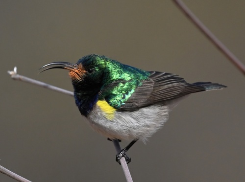 White-bellied Sunbird