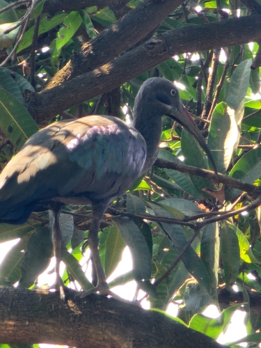 Hadada Ibis