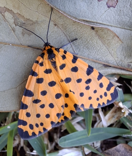 Leopard Magpie Moth
