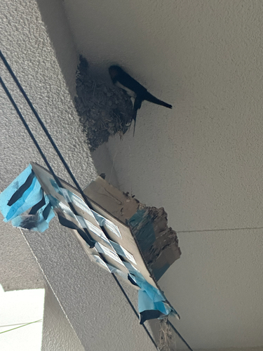 Amur Barn Swallow