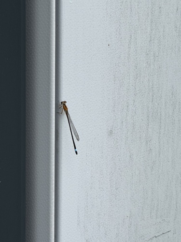 Blue-tailed Damselfly
