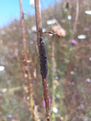 Four-spotted antlion