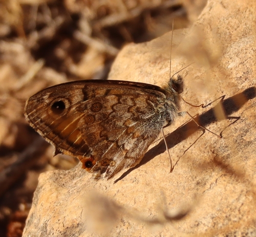 Wall Brown