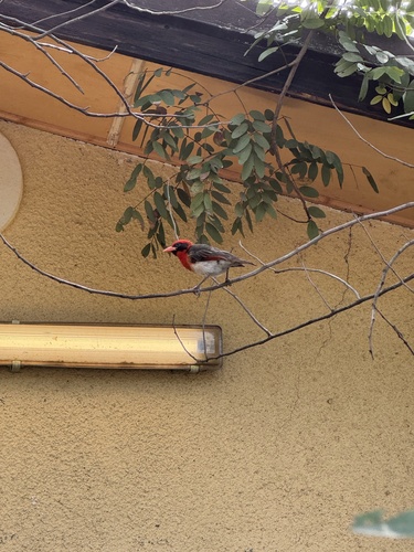 Red-headed Weaver