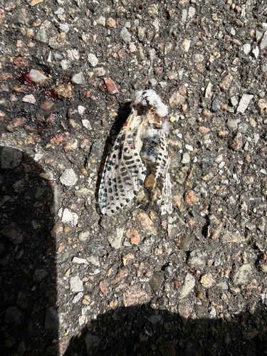 Wood Leopard Moth