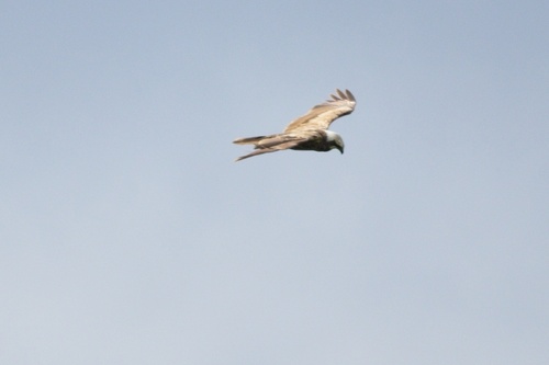 Western Marsh Harrier