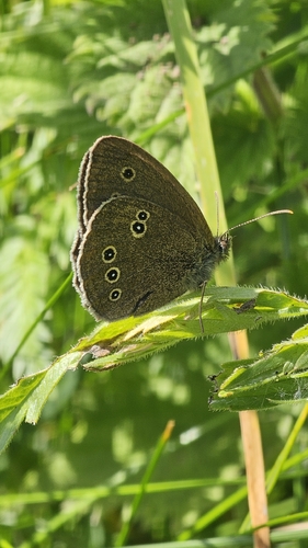 Ringlet