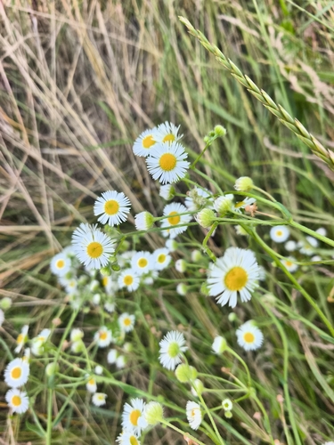 annual fleabane