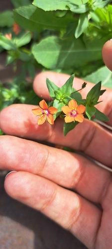 scarlet pimpernel