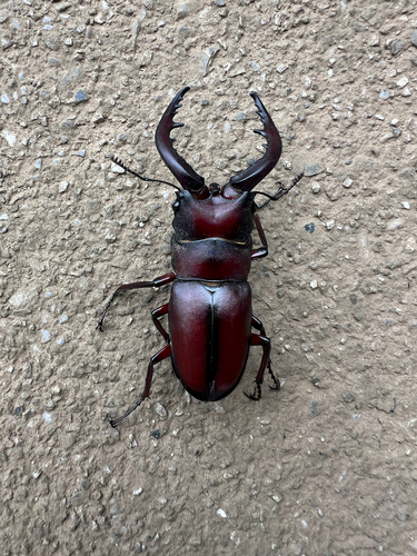 Prosopocoilus inclinatus inclinatus