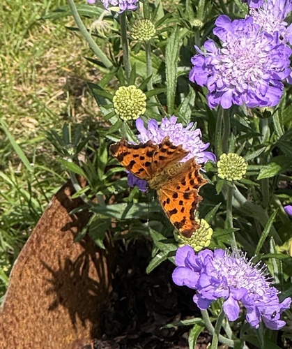 European Comma