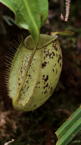 flask-shaped pitcher plant