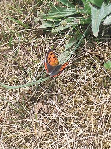 Small Copper