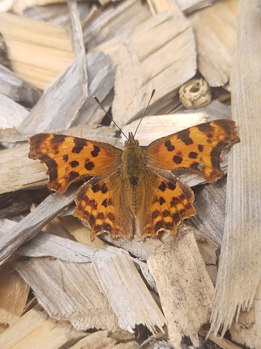 European Comma