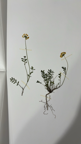 horseshoe vetch