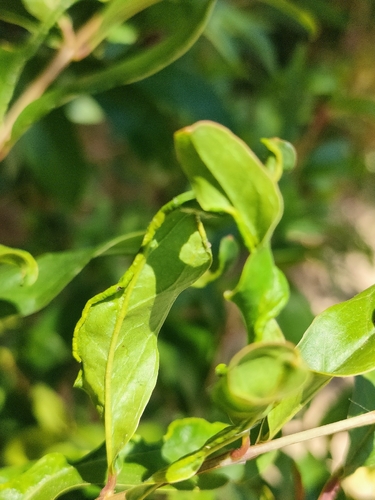 Aceria granati