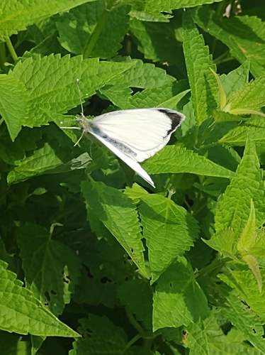 Large White