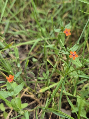 scarlet pimpernel