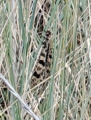 Grand Antlion