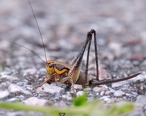 Greek Marbled Bush-cricket