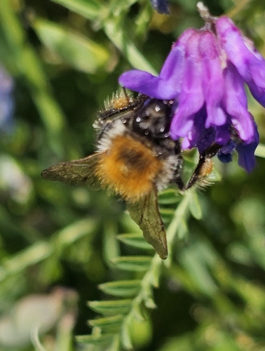 Common Carder Bumble Bee