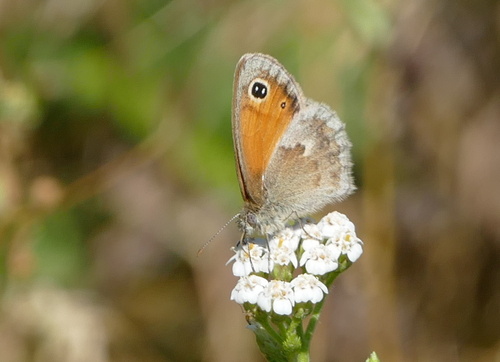 Small Heath