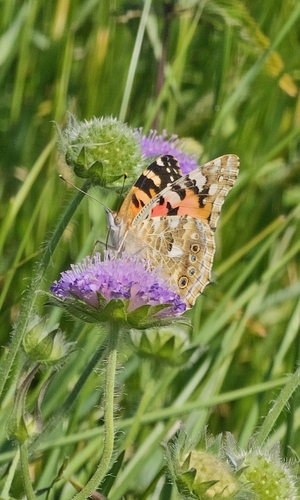 Painted Lady