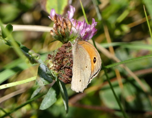 Meadow Brown