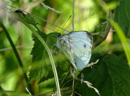 Green-veined White