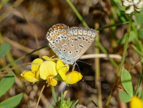 Common Blue