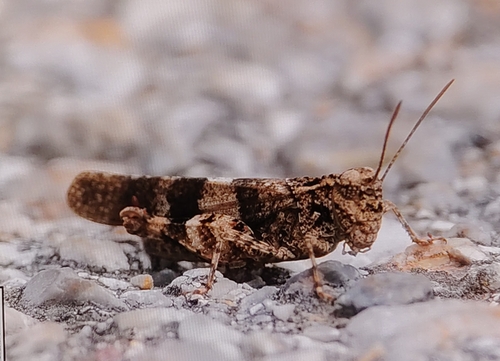 Balkan Band-winged Grasshopper