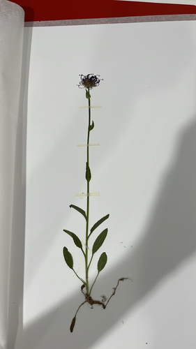 Round-headed Rampion